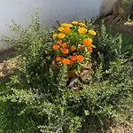 Appartamento Il Cortile Di Adele Castelletto sopra Ticino